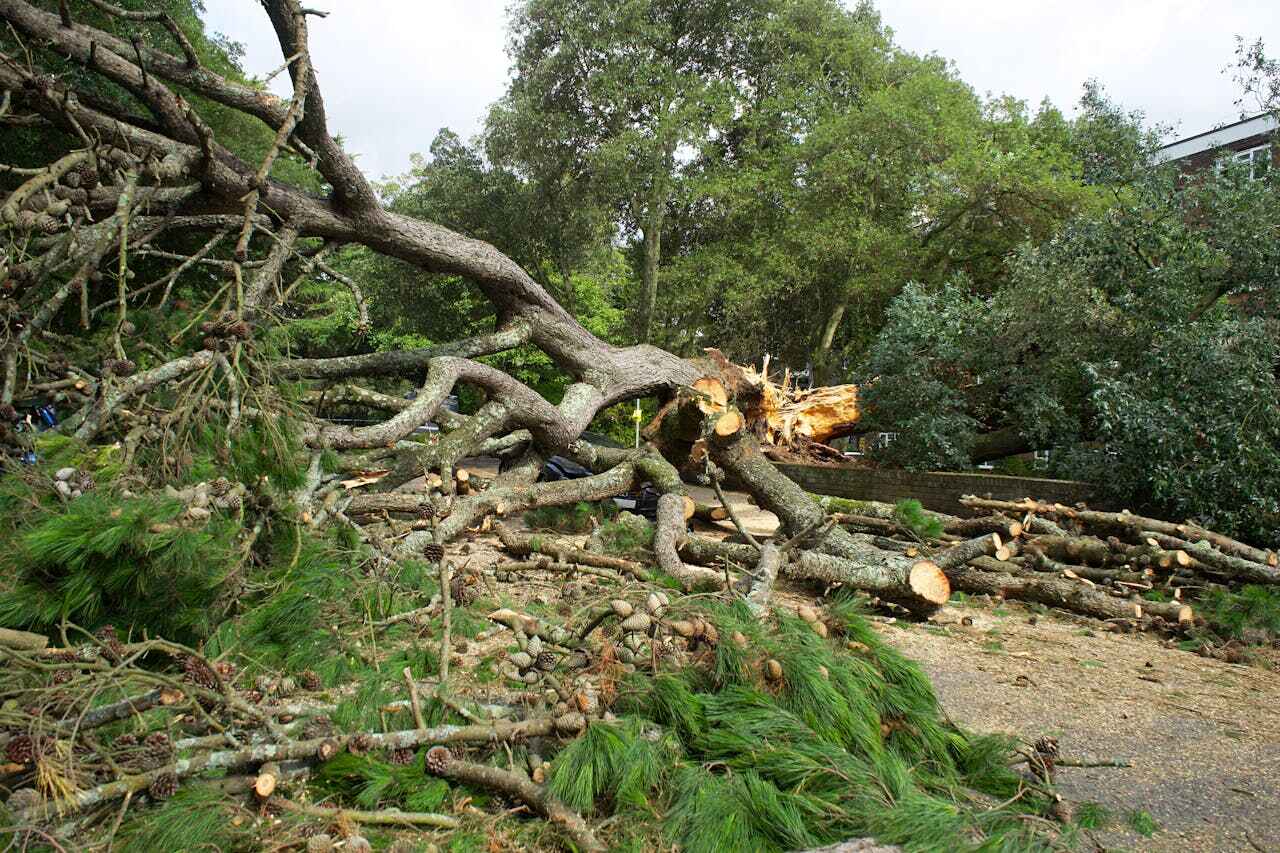 Large Tree Removal in Lees Summit, MO